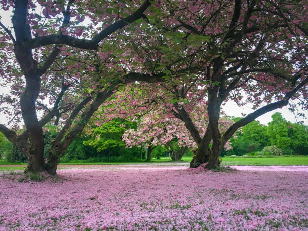 Springtime Cherry tree park. One of many public parks in Gothenburg, Sweden.