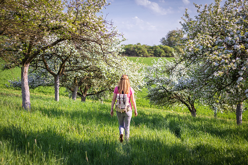 Woman tourist with backpack enjoying time in blooming orchard at springtime.