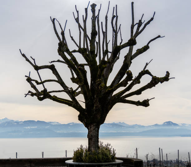 Lonely tree lake geneva