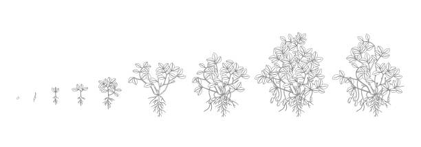 땅콩 식물의 성장 단계. 땅콩 증가 단계. 윤곽선 벡터 일러스트 레이 션 윤곽. 거미는 hypogaea입니다. 라이프 사이클. 또한 접지 너트, goober 또는 원숭이 너트로 알려져 있습니다. - peanut peanut crops plant root stock illustrations