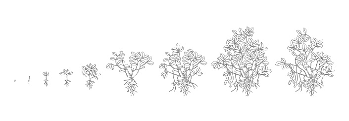 Growth stages of peanut plant. Peanut increase phases. Outline contour vector illustration. Arachis hypogaea. The life cycle. Also known as the groundnut, goober or monkey nut.
