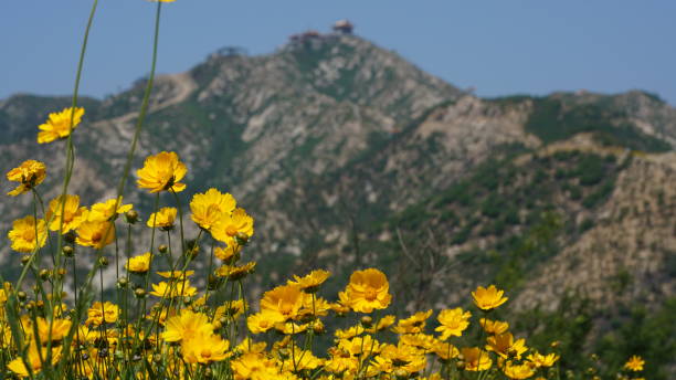 hiking,sky,sea,peak,flower natural 遠足 stock pictures, royalty-free photos & images