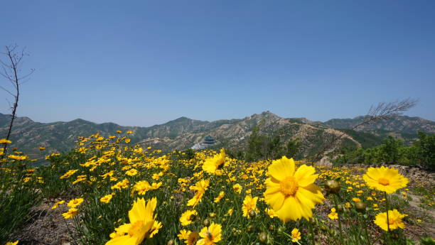hiking,sky,sea,peak,flower natural 遠足 stock pictures, royalty-free photos & images