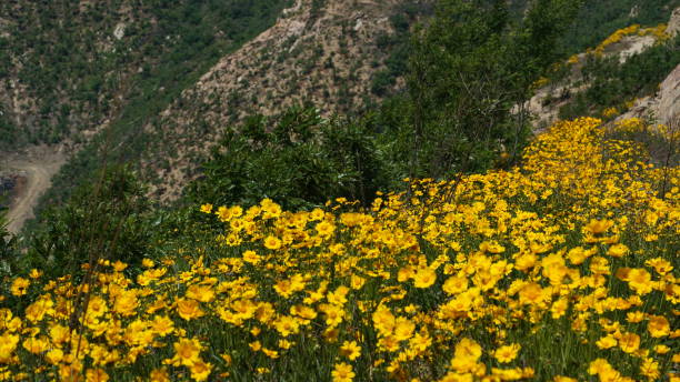 hiking,sky,sea,peak,flower natural 遠足 stock pictures, royalty-free photos & images