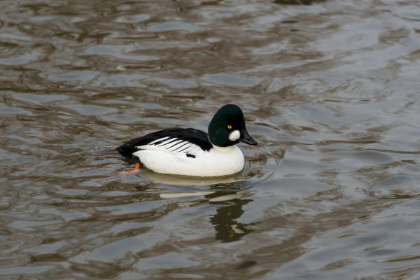 istock Ornamental duck Slimbridge 1134008693