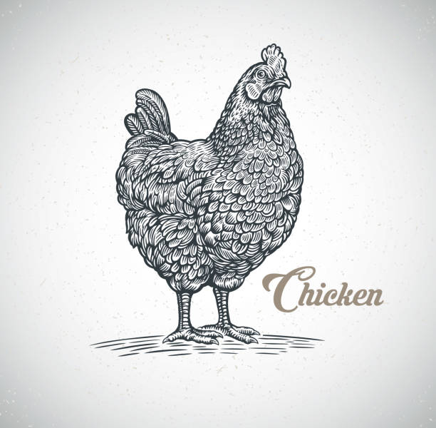illustrazioni stock, clip art, cartoni animati e icone di tendenza di pollo disegnato in uno stile inciso - head quarters