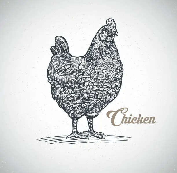 Vector illustration of Chicken drawn in a engraved style