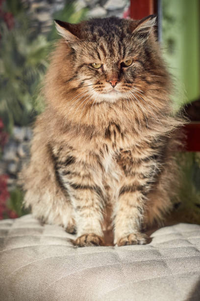 istock vertical siberian cat interior portrait 1134009899