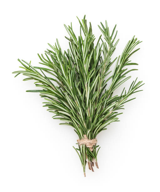 bouquet de romarin frais isolé sur le fond blanc - rosemary herb isolated ingredient photos et images de collection