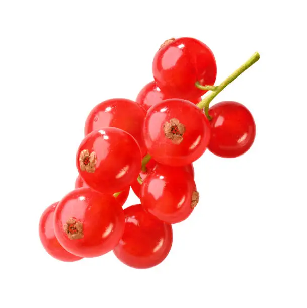 few redcurrant berries isolated