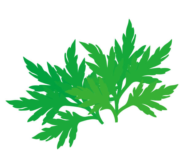 370개 이상의 쑥 일러스트 스톡 사진, 그림 및 Royalty-Free 이미지 - iStock
