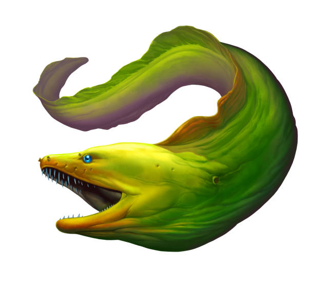 Moray eel Green.s. Moray eel Green. Large green moray eel with open mouth and thick row of sharp teeth of needles. saltwater eel stock illustrations