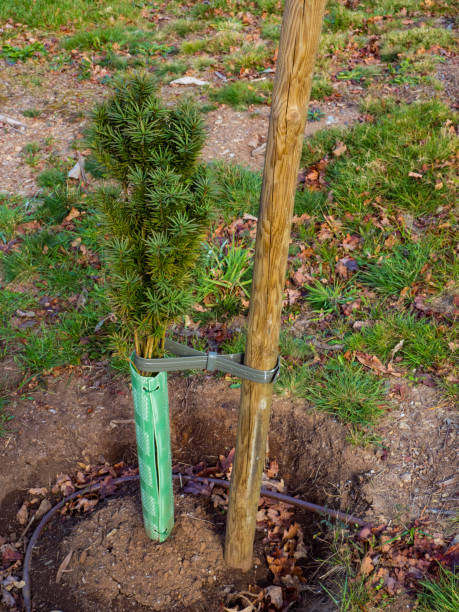 istock Yew sapling in forest in process of reforesting 1134015029