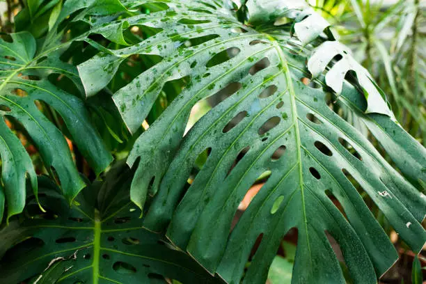 Photo of Creative tropical green leaves layout. Nature spring concept. Flat lay.