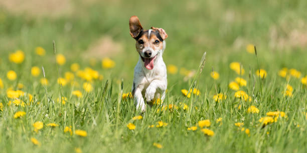 Funny Jack Russell Terrier dog run in a green blooming meadow