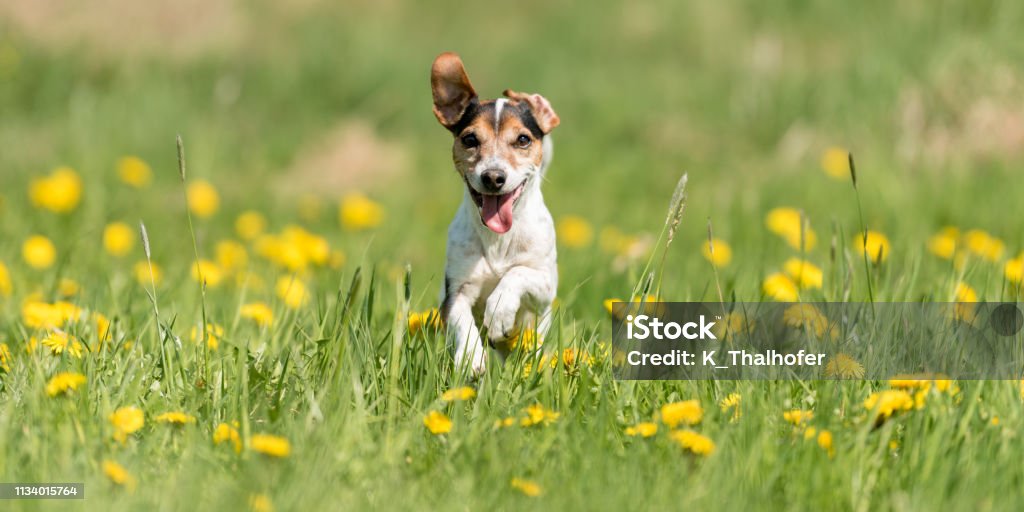 Funny Jack Russell Terrier dog run in a green blooming meadow dog running comfortably on a spring meadow - purebred FCI Jack Russell Terrier 10 years old. Hair style smooth Dog Stock Photo