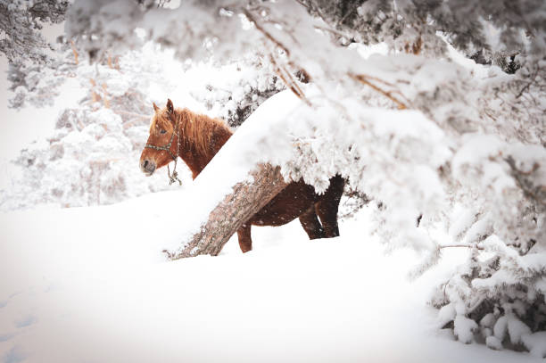 Hors in snow winter forest