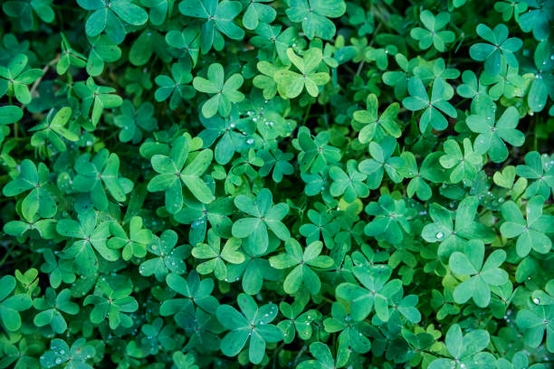 istock Green clover field green lucky background 1134016741