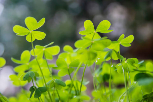 istock Green clover field green lucky background 1134016773
