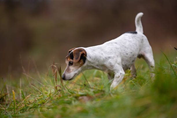 istock Jack Russell Terrier dog stands sideways and is smelling plant 1134016823