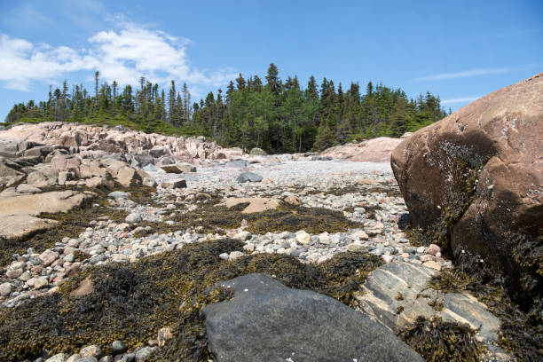 Marine landscape Seascape seen from the shore algue stock pictures, royalty-free photos & images