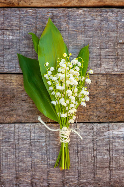 istock Lily of the valley or may-lily 1134017420