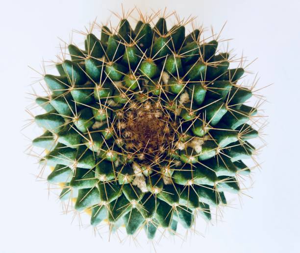 колючий кактус сверху - mammillaria cactus стоковые фото и изображения