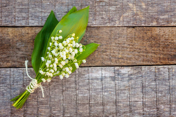 istock Lily of the valley or may-lily 1134017501