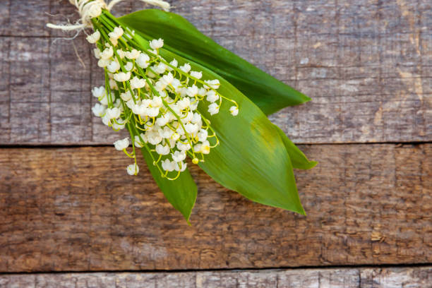 istock Lily of the valley or may-lily 1134017520