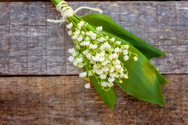 istock Lily of the valley or may-lily 1134017585