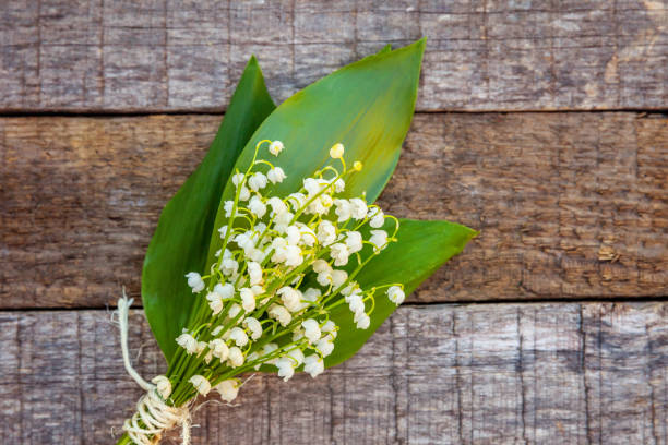 istock Lily of the valley or may-lily 1134017623