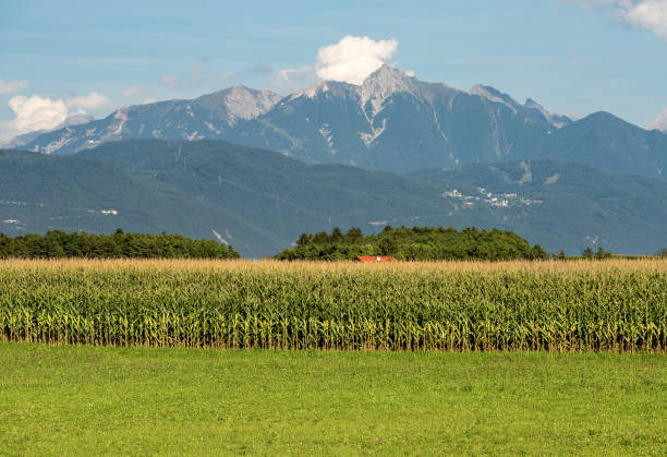 istock Austria - Corn field and green meadow in mountain 1134018493