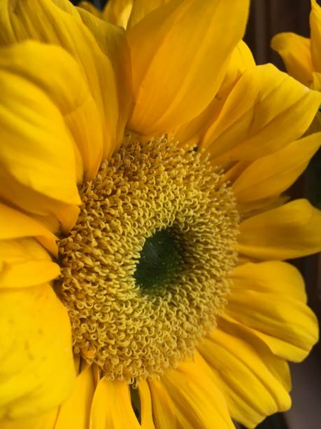 istock Close-up Sun Flower Blooming 1134018842