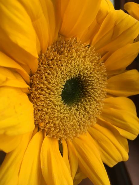 close-up fleur de soleil floraison - sunflower field single flower flower photos et images de collection