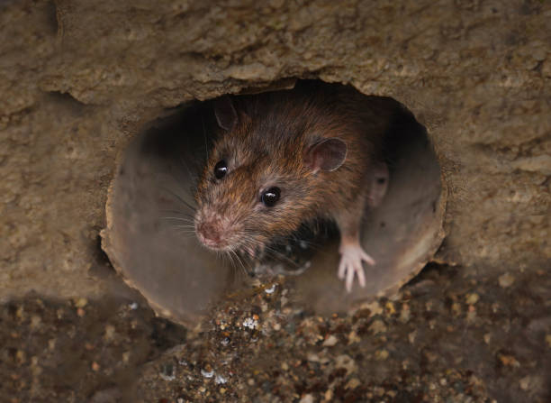 istock Closeup of rat on a sewer 1134019880
