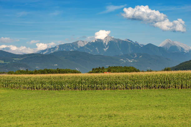 istock Austria - Corn field and green meadow in mountain 1134020084