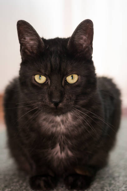 istock Adult cat portrait 1134020448