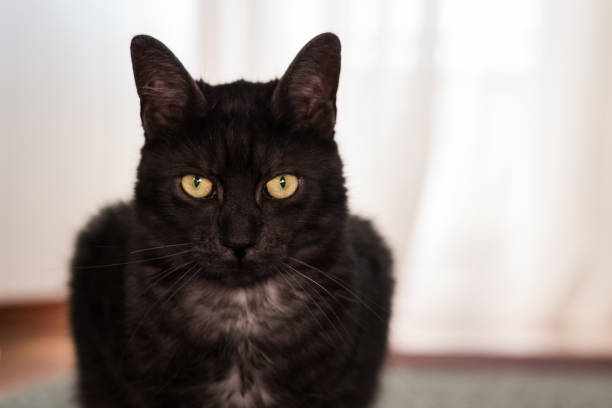 istock Adult cat portrait 1134020456