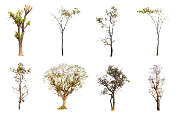 istock Dying trees isolated on white background, The collection of trees. 1134020484