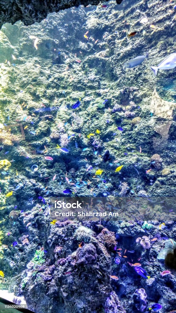 Fish aquarium Aquarium Animal Stock Photo