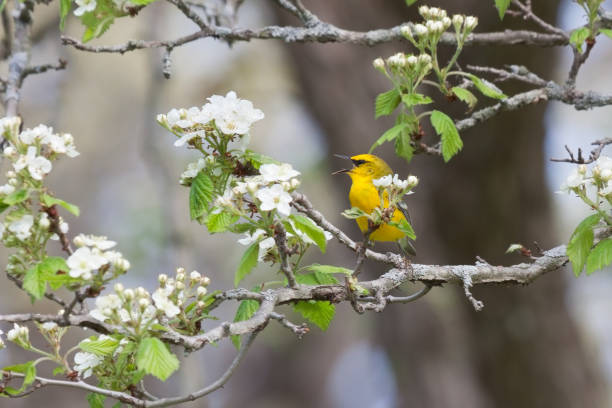warbler dalle ali blu canore - bird warbler birdsong singing foto e immagini stock