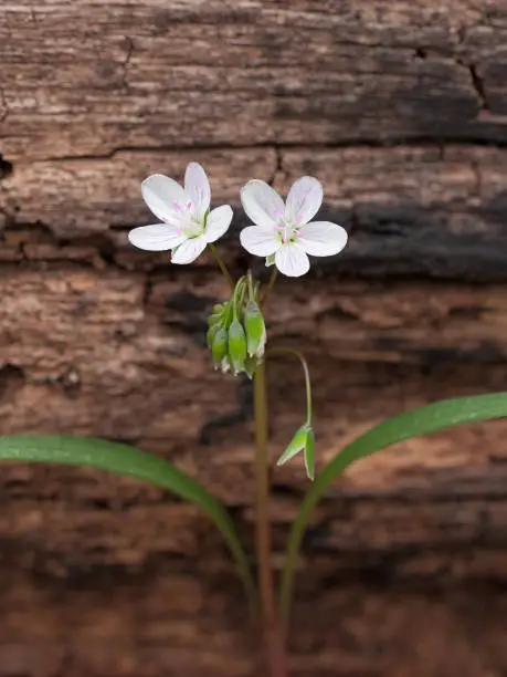 A solitary spring beauty sprouts two flowers from its stem. Growing next to a burnt fallen tree, its pink and white colors dazzle the eye.