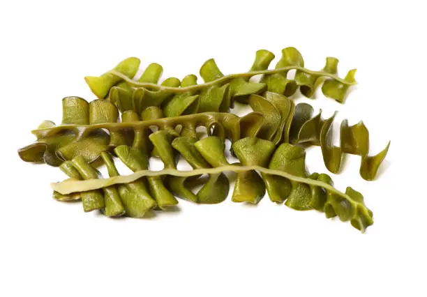 japanese seaweed, mekabu, wakame root on white background