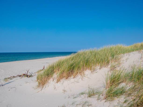 istock Dune grass at the North Sea Coast 1134024296