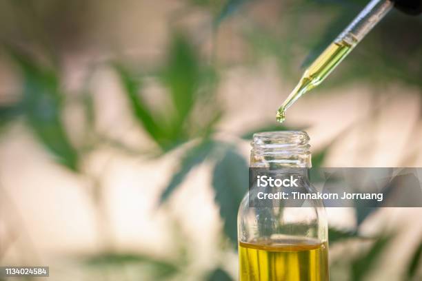 Hemp Oil Medical Marijuana Products Including Cannabis Leaf Cbd And Hash Oil Alternative Medicine Stock Photo - Download Image Now