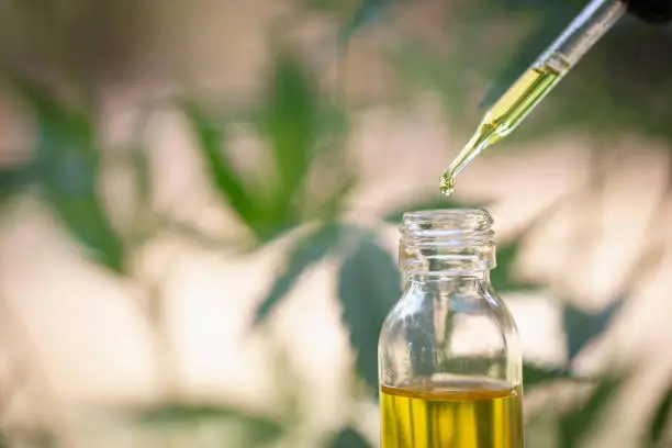 Hemp oil, Medical marijuana products including cannabis leaf,  cbd  and hash oil, alternative medicine