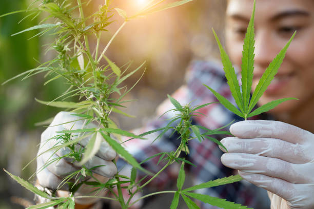 Young farmers wear gloves to check marijuana trees. Concept of herbal alternative medicine, Young farmers wear gloves to check marijuana trees. Concept of herbal alternative medicine, healthy marijuana cannabis plant growing in a garden stock pictures, royalty-free photos & images