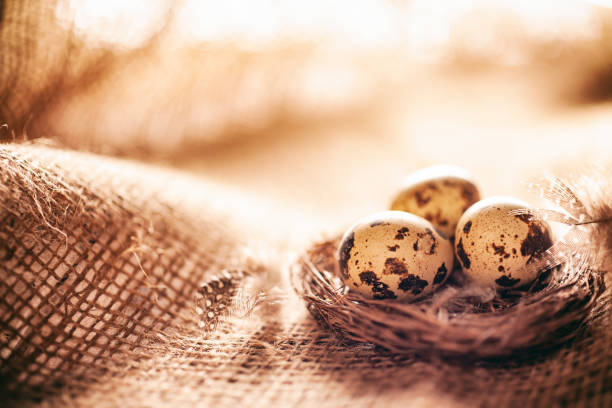 istock Easter decoration with quail eggs in nest and feathers on jute fabric 1134025259