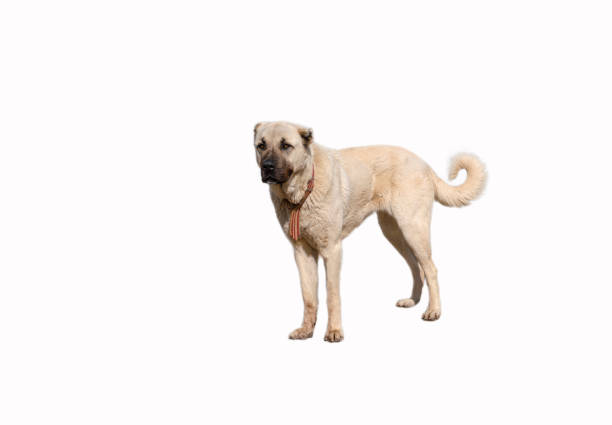 istock Anatolian shepherd dog (sivas kangal) in isolated white background 1134025333