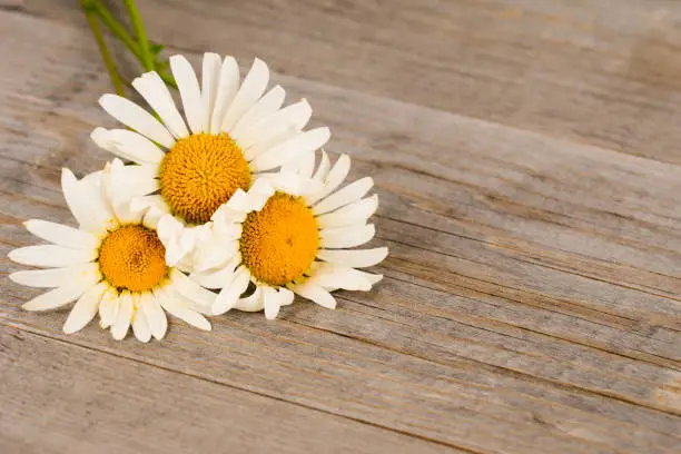 camomile flowers on rustic wooden planks